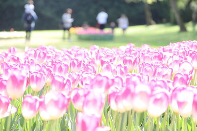 Close-up of pink flowering plants in park