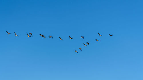 Low angle view of birds flying in sky