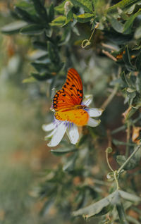 Close-up of butterfly pollinating on flower