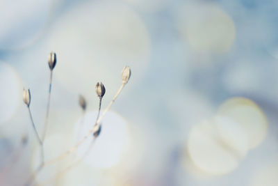 Close-up of white flowering plant against sky