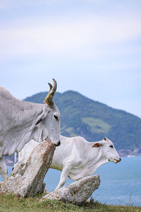 Horse standing on field against clear sky