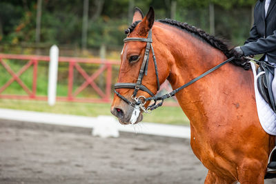 Close-up of horse standing outdoors