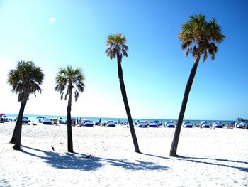 Palm trees on beach