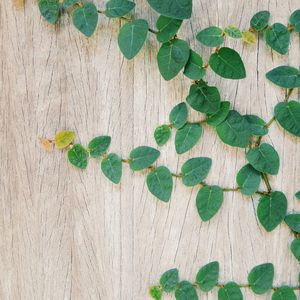 Close-up of ivy on wood