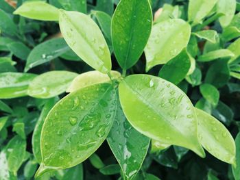 Close-up of wet plant