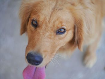 High angle portrait view of dog sticking out tongue
