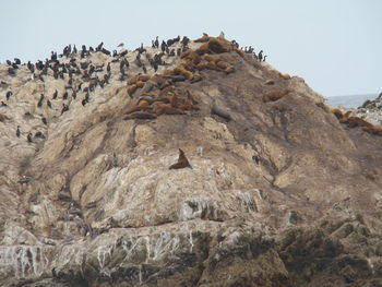 High angle view of seals and penguins on rocky shore