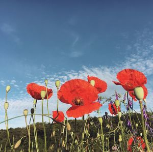 Close-up of red poppy flowers blooming on field against sky