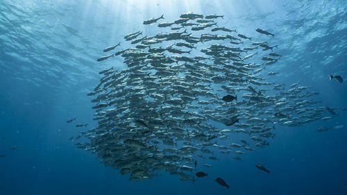 Fish swimming in sea