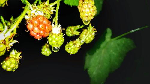 Close-up of fruits growing on plant against black background