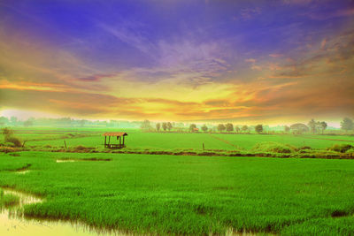 Scenic view of agricultural field against sky