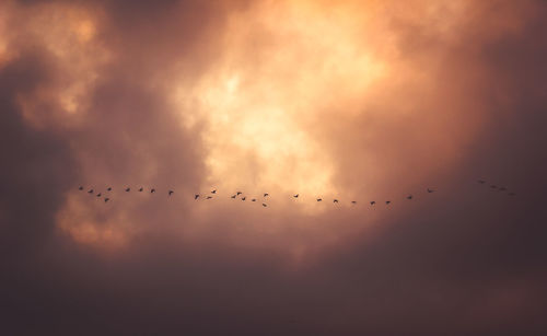 Low angle view of birds flying in sky