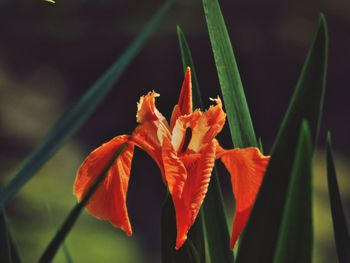 Close-up of orange day lily blooming outdoors