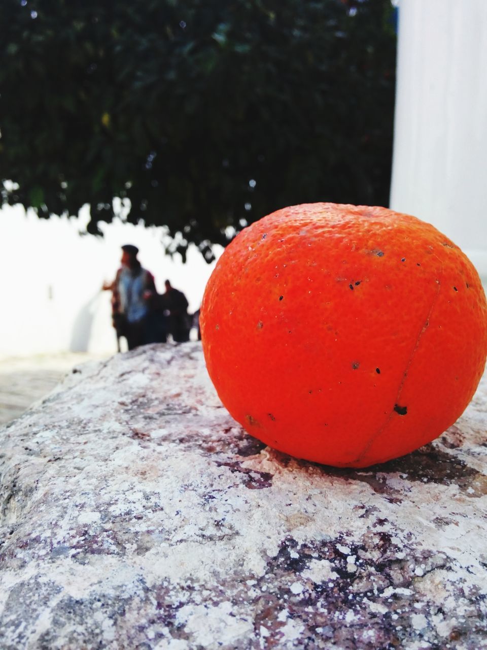 red, focus on foreground, close-up, selective focus, day, outdoors, full length, rear view, holding, fruit, rock - object, wood - material, standing, animal themes, walking, nature, lifestyles, street