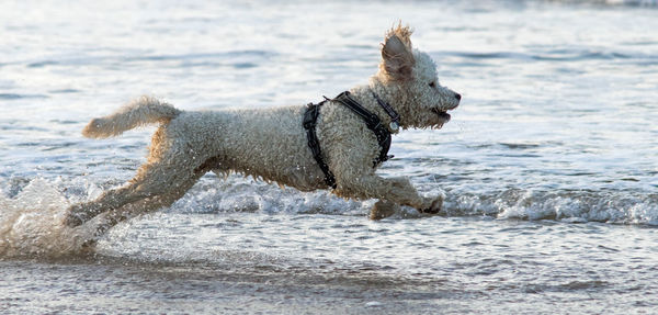 Dog running on beach