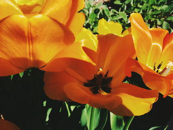 Close-up of yellow flower