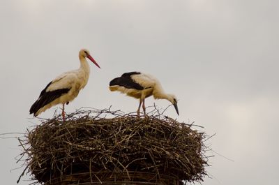 Low angle view of cranes on nest against sky