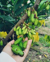 Cropped image of hand holding fruit