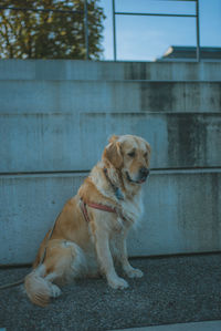 Dog looking away while sitting outdoors