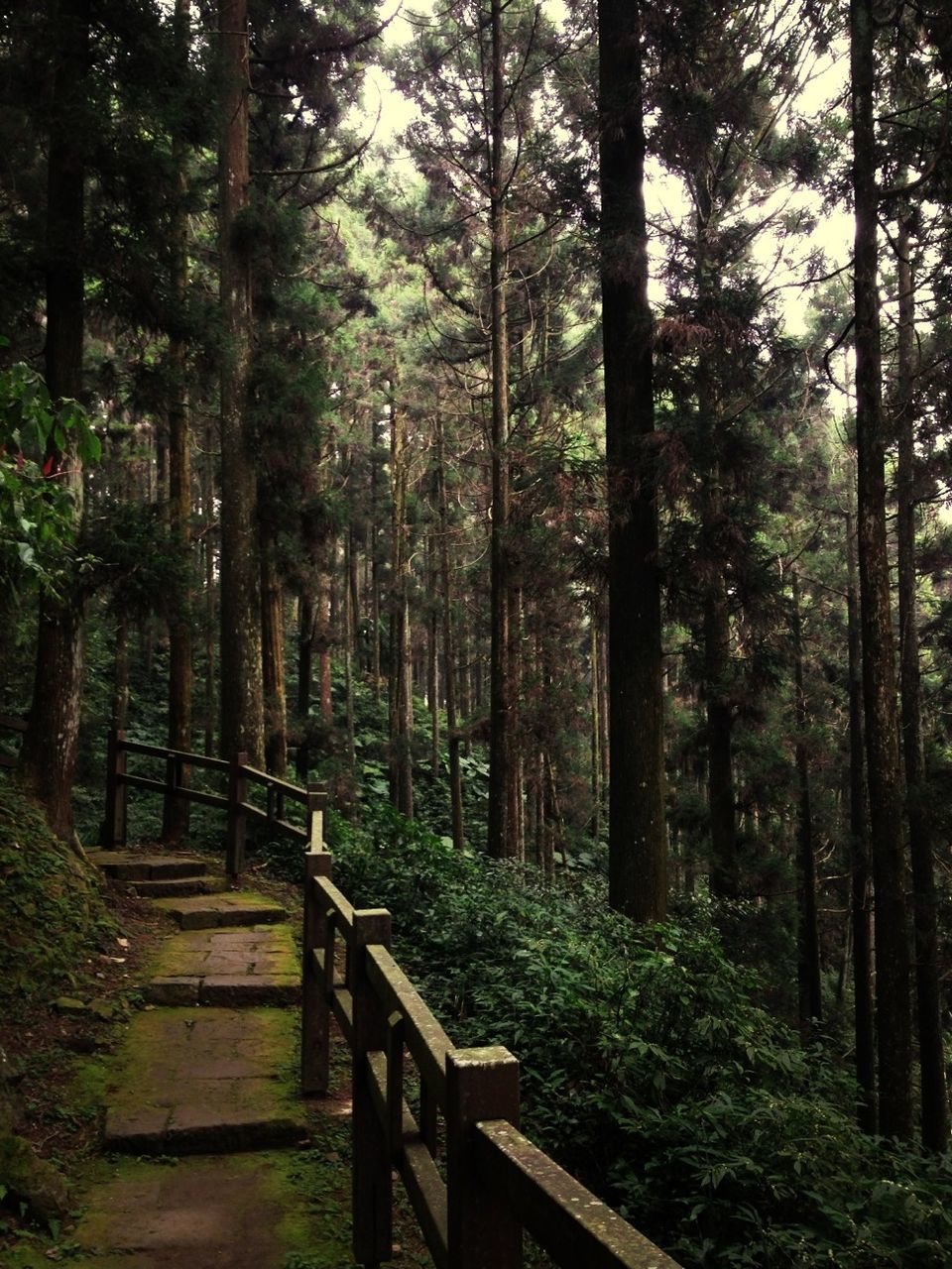 tree, forest, tranquility, growth, tranquil scene, woodland, tree trunk, nature, beauty in nature, green color, scenics, the way forward, lush foliage, non-urban scene, branch, wood - material, footpath, landscape, day, outdoors