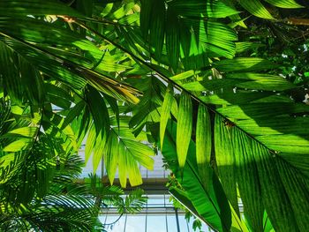 Low angle view of palm tree leaves