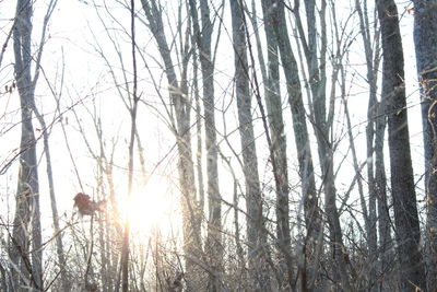 Bird perching on bare tree in forest