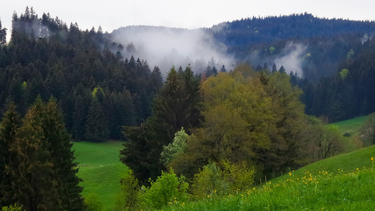 SCENIC VIEW OF TREES ON FIELD