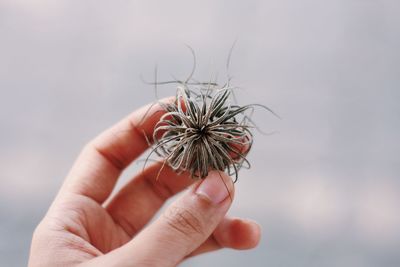 Cropped hand of person holding tillandsia