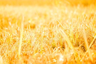 Full frame shot of crops on field