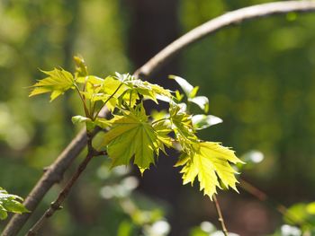 Close-up of leaves against blurred background