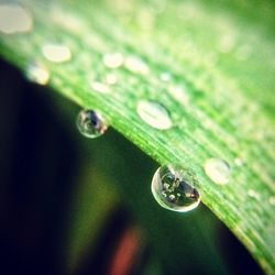 Close-up of water drop on leaf