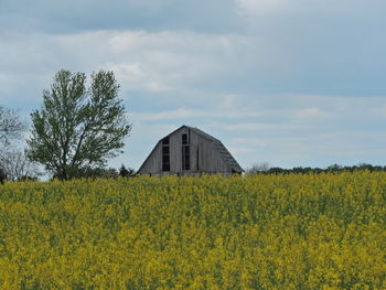 Yellow flowering plants on field against sky