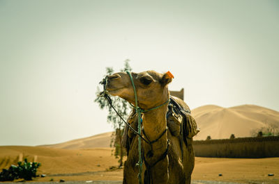 Caravan of camels in merzouga sahara desert on morocco ,dromedary camel in sahara desert,