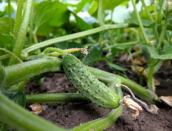 Close-up of cucumber in field