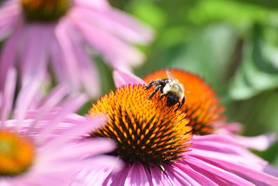 Close-up of bumble bee pollinating on eastern purple coneflower