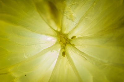 Macro shot of yellow flowering plant