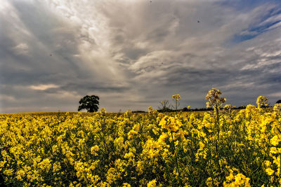 Scenic view of oilseed rape field against sky