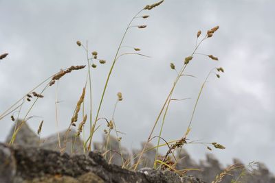 Low angle view of plants against sky