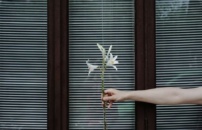 Cropped hand of woman holding flower against window