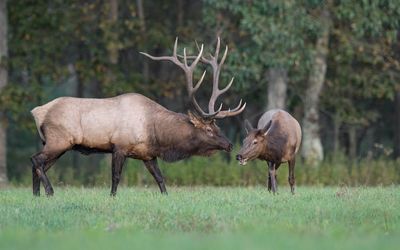 Deer standing on grassy field against trees in forest