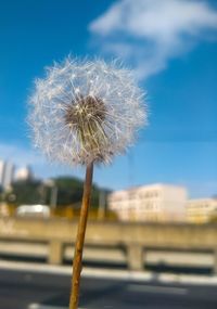 Close-up of dandelion against sky