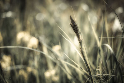 Close-up of stalks against blurred background