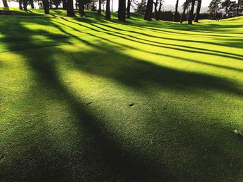 Trees on grassy field