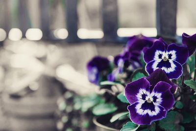 Close-up of purple flower blooming outdoors