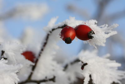 Close-up of berries on snow