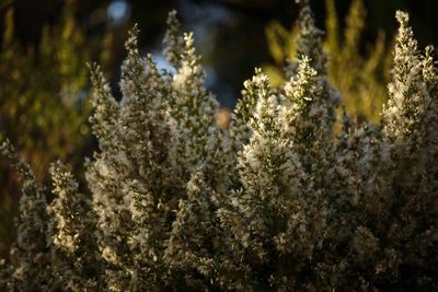 Close-up of flowers growing on tree