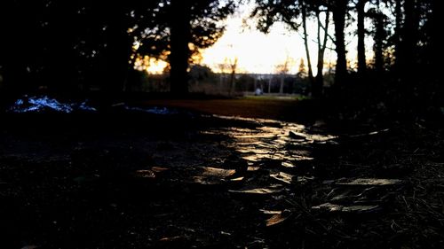 Sunlight falling on dry leaves in forest