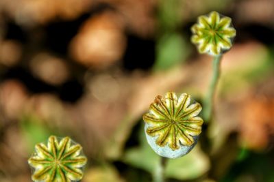 Close-up of flowers