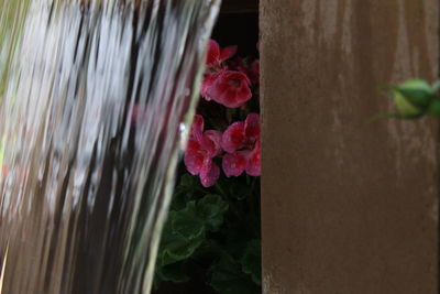 Close-up of red flowers blooming outdoors