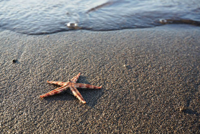 High angle view of starfish on shore at beach